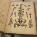 Anatomia kręgosłupa